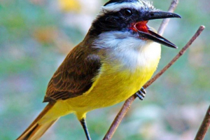 Великий піск - гучна комунікабельна птах Великий піск - гучна комунікабельна птах